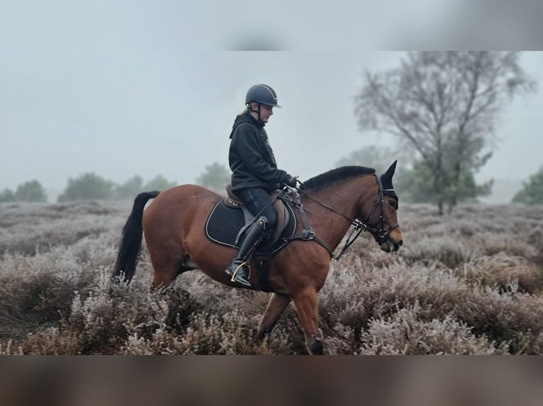 New Forest Pony Wallach 16 Jahre 150 cm Rotbrauner in MOLENHOEK LB