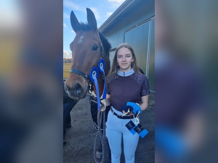 New Forest Pony Wallach 16 Jahre 150 cm Rotbrauner in MOLENHOEK LB