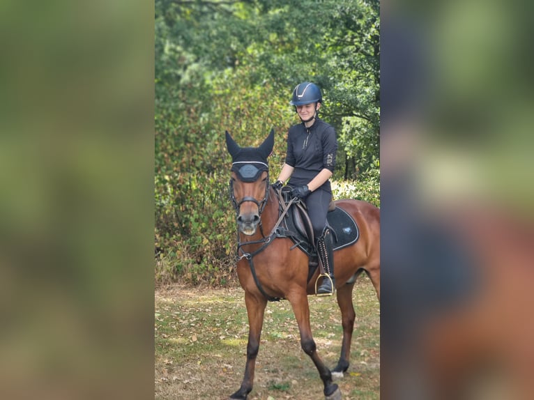 New Forest Pony Wallach 16 Jahre 150 cm Rotbrauner in MOLENHOEK LB