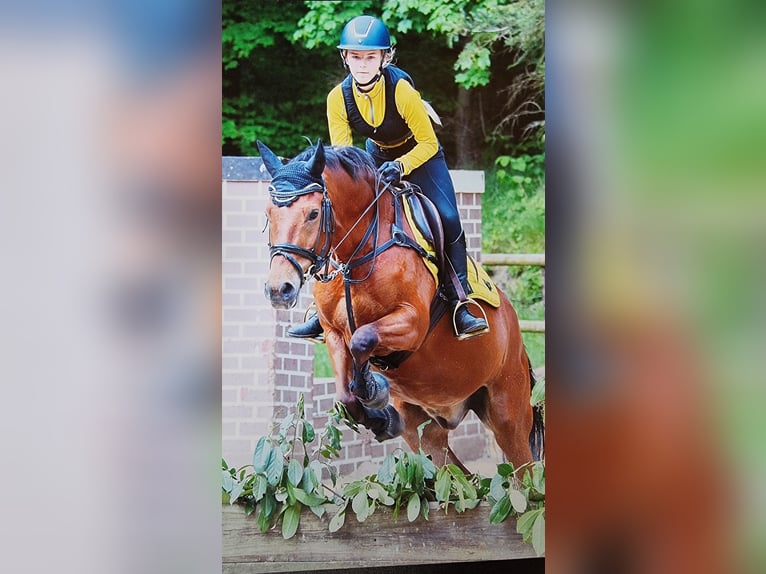 New Forest Pony Wallach 16 Jahre 150 cm Rotbrauner in MOLENHOEK LB
