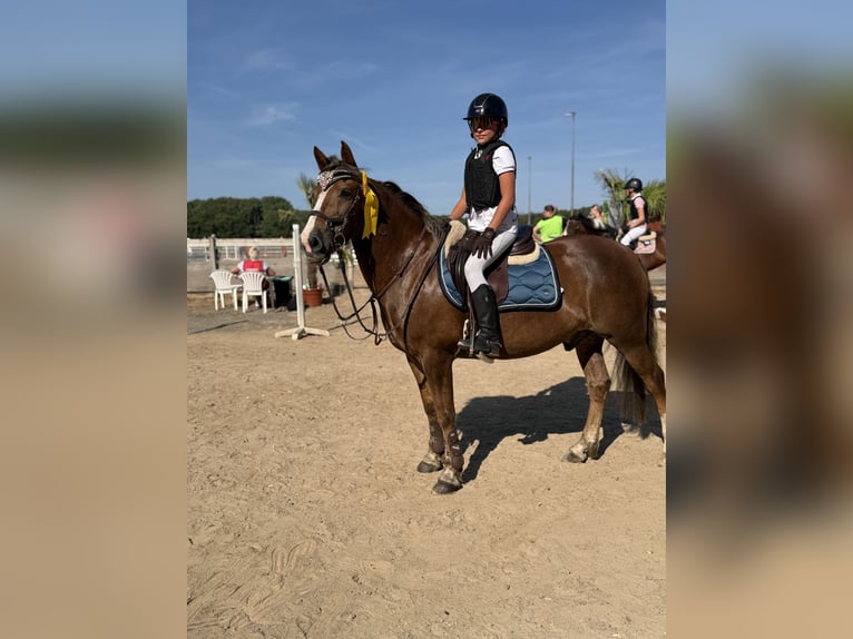 New Forest Pony Wallach 17 Jahre 130 cm Brauner in skane