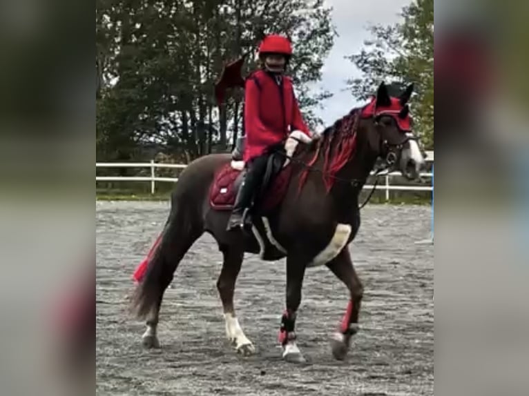 New Forest Pony Wallach 17 Jahre 130 cm Brauner in skane
