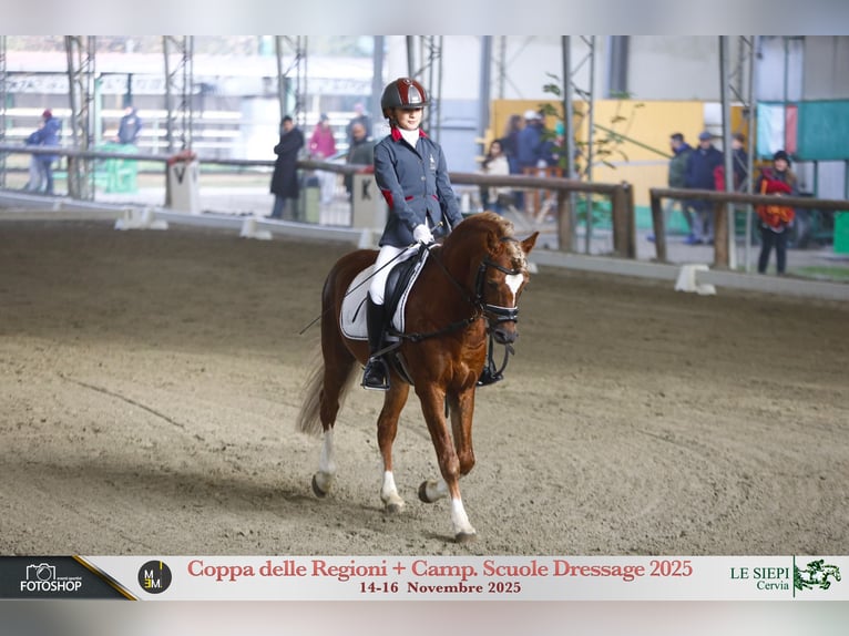 New Forest Pony Wallach 17 Jahre 134 cm in Sansepolcro