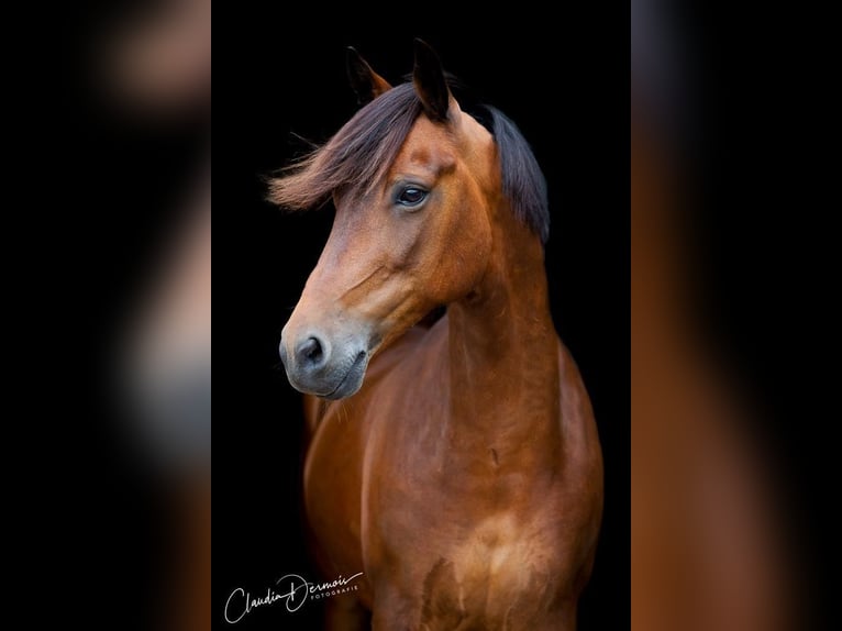 New Forest Pony Wallach 17 Jahre 148 cm Brauner in Smilde