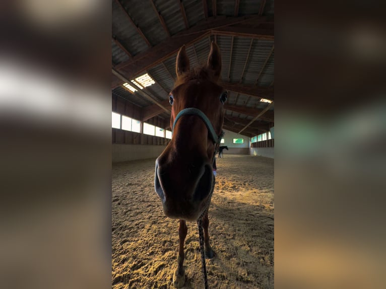 New Forest Pony Mix Wallach 17 Jahre 148 cm Fuchs in Ebenfurth
