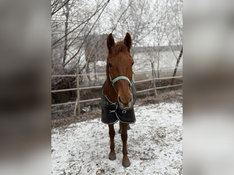 New Forest Pony Mix Wallach 17 Jahre 148 cm Fuchs in Ebenfurth