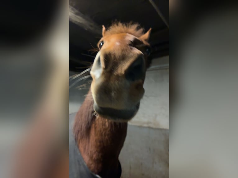 New Forest Pony Mix Wallach 17 Jahre 148 cm Fuchs in Ebenfurth