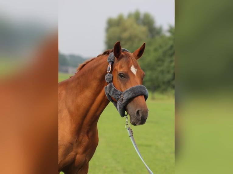 New Forest Pony Wallach 18 Jahre 148 cm Fuchs in Otterlo