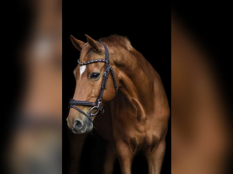 New Forest Pony Wallach 18 Jahre 148 cm Fuchs in Otterlo