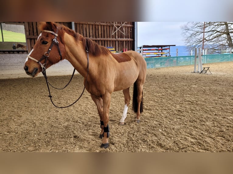 New Forest Pony Wallach 18 Jahre 148 cm Fuchs in Würenlingen