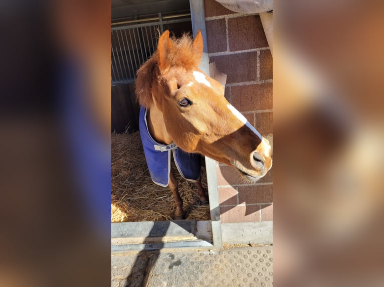 New Forest Pony Wallach 18 Jahre 148 cm Fuchs in Würenlingen
