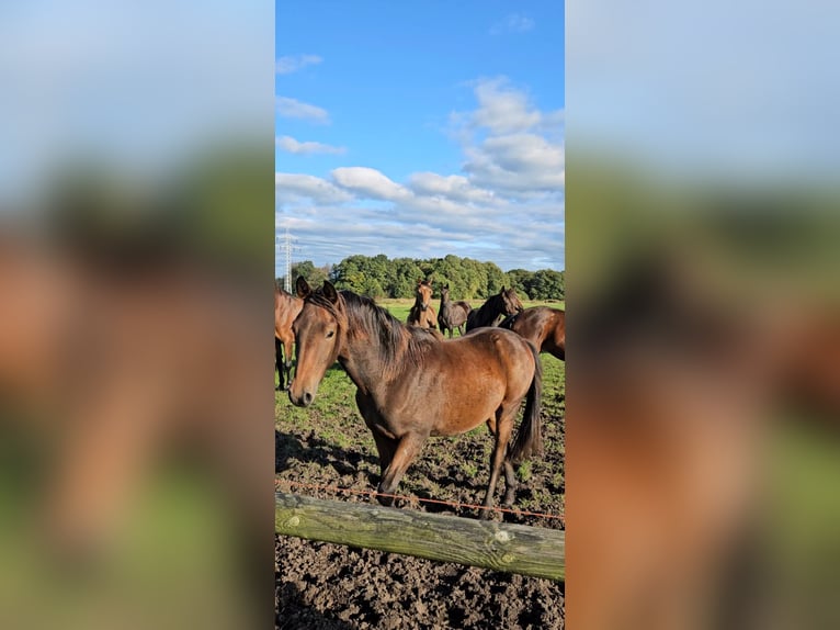 New Forest Pony Wallach 1 Jahr Dunkelbrauner in Basdahl