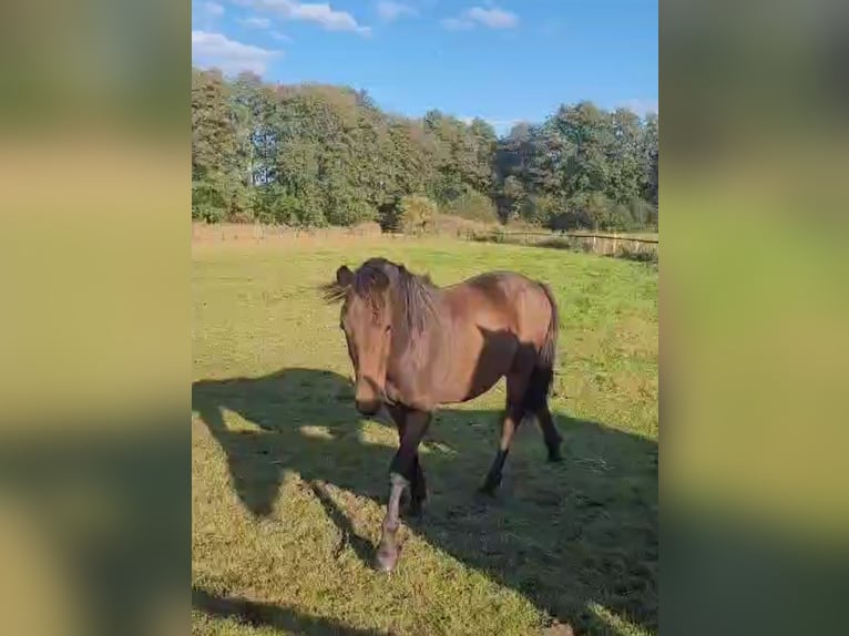 New Forest Pony Wallach 1 Jahr Dunkelbrauner in Basdahl