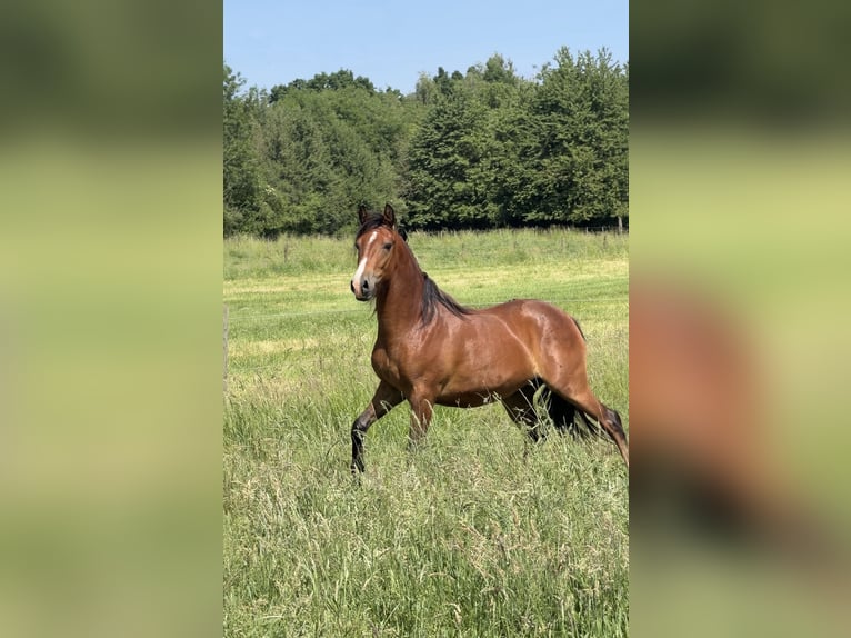 New Forest Pony Wallach 2 Jahre 140 cm Brauner in Ottersum