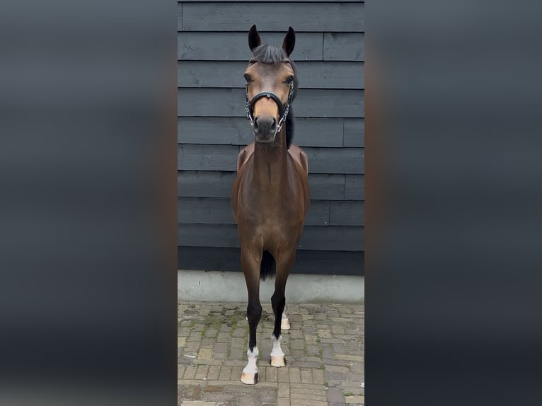 New Forest Pony Wallach 2 Jahre 143 cm Dunkelbrauner in Dongen