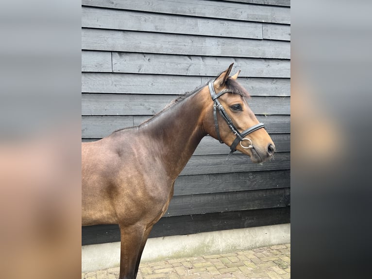 New Forest Pony Wallach 2 Jahre 143 cm Dunkelbrauner in Dongen
