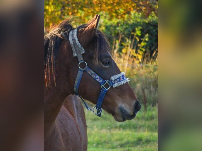 New Forest Pony Wallach 2 Jahre Brauner in Nehmten