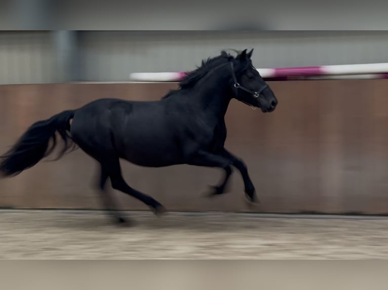 New Forest Pony Wallach 3 Jahre 136 cm Rappe in Zieuwent