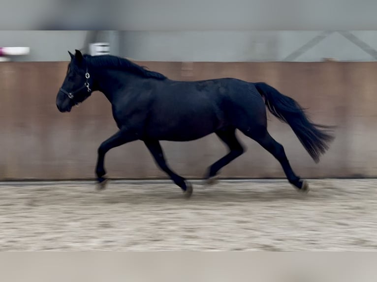 New Forest Pony Wallach 3 Jahre 136 cm Rappe in Zieuwent