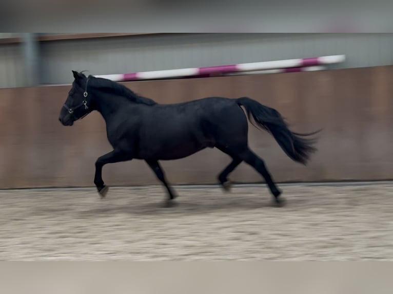 New Forest Pony Wallach 3 Jahre 136 cm Rappe in Zieuwent