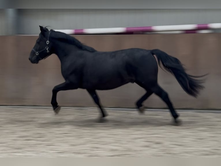 New Forest Pony Wallach 3 Jahre 136 cm Rappe in Zieuwent