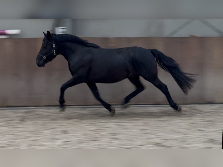 New Forest Pony Wallach 3 Jahre 136 cm Rappe in Zieuwent
