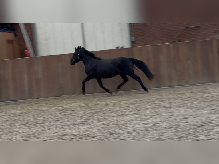 New Forest Pony Wallach 3 Jahre 136 cm Rappe in Zieuwent
