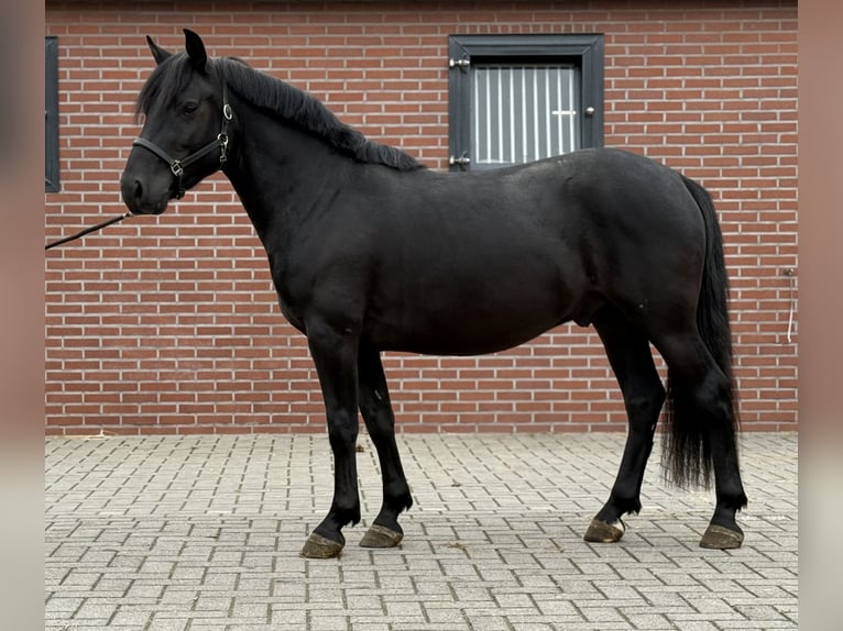New Forest Pony Wallach 3 Jahre 136 cm Rappe in Zieuwent