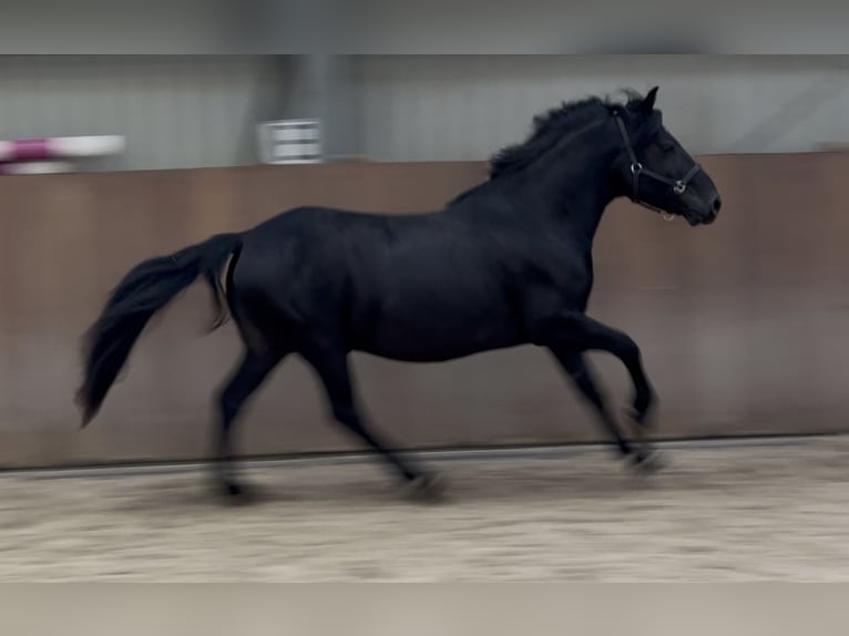 New Forest Pony Wallach 3 Jahre 136 cm Rappe in Zieuwent