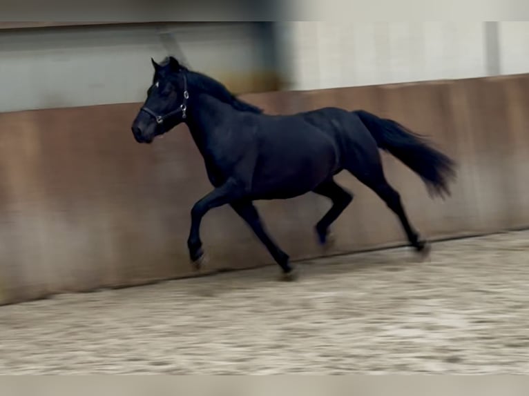 New Forest Pony Wallach 3 Jahre 136 cm Rappe in Zieuwent