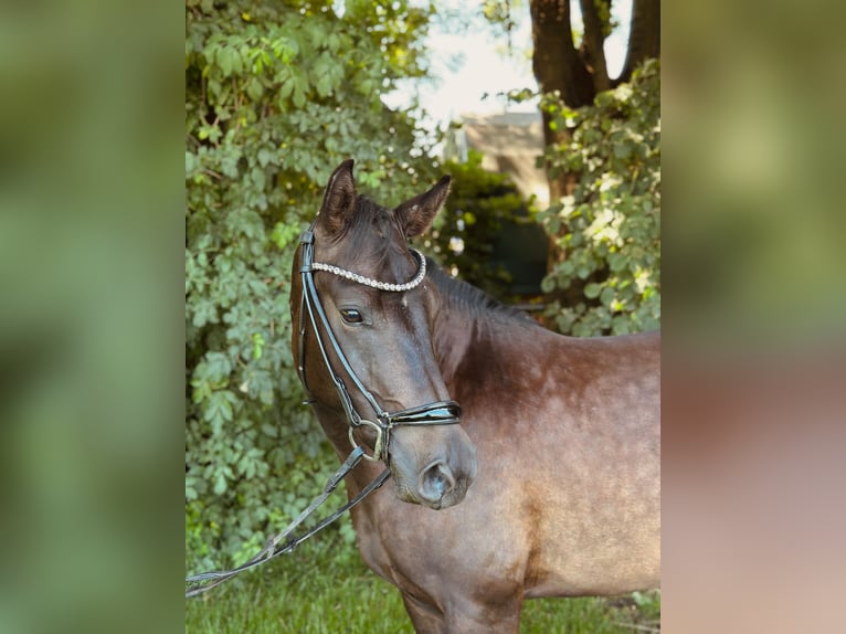 New Forest Pony Wallach 3 Jahre 142 cm Dunkelbrauner in Moosdorf