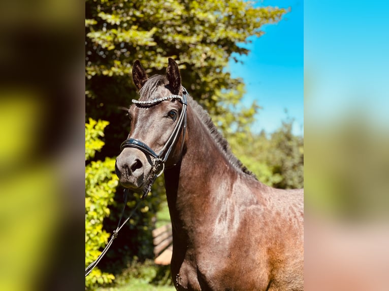 New Forest Pony Wallach 3 Jahre 142 cm Dunkelbrauner in Moosdorf