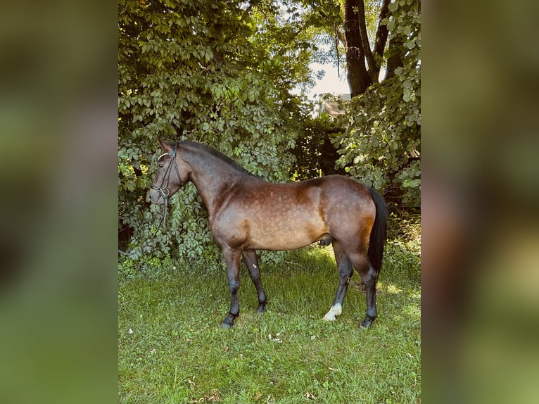New Forest Pony Wallach 3 Jahre 142 cm Dunkelbrauner in Moosdorf