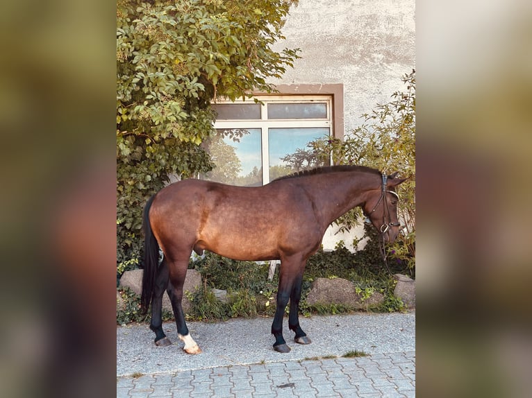 New Forest Pony Wallach 3 Jahre 142 cm Dunkelbrauner in Moosdorf