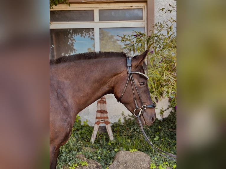 New Forest Pony Wallach 3 Jahre 142 cm Dunkelbrauner in Moosdorf