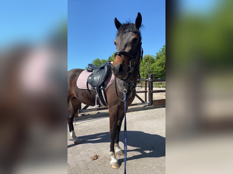New Forest Pony Wallach 3 Jahre 143 cm Dunkelbrauner in Uithuizermeeden