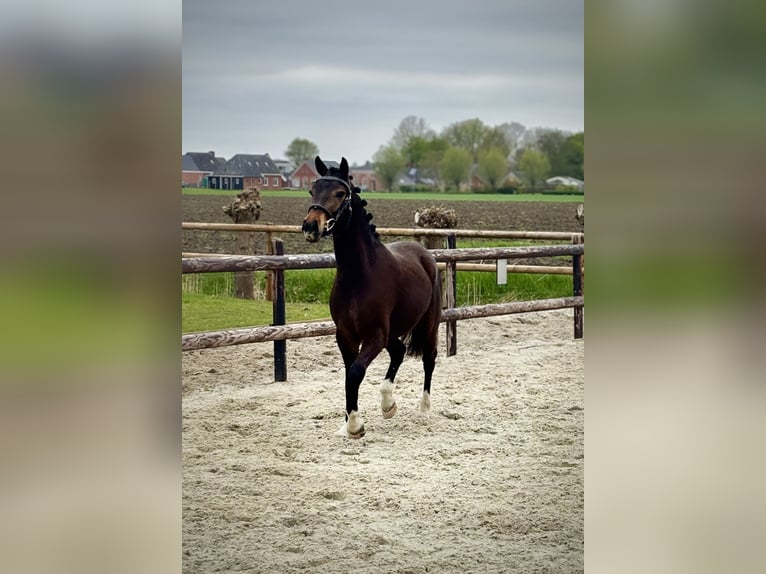 New Forest Pony Wallach 3 Jahre 143 cm Dunkelbrauner in Uithuizermeeden