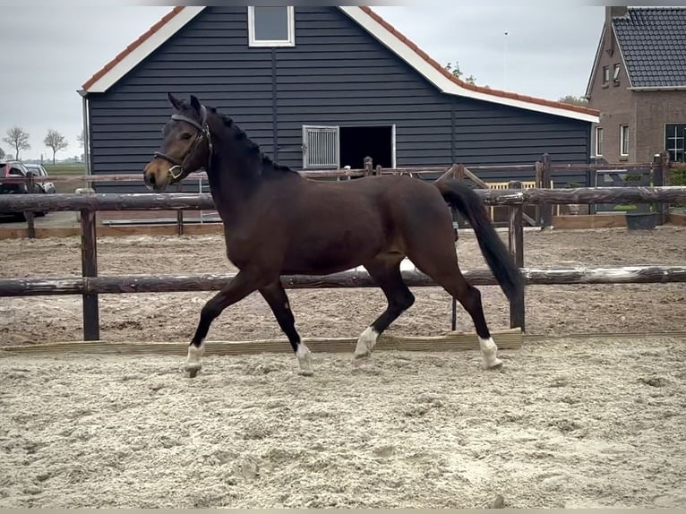 New Forest Pony Wallach 3 Jahre 143 cm Dunkelbrauner in Uithuizermeeden