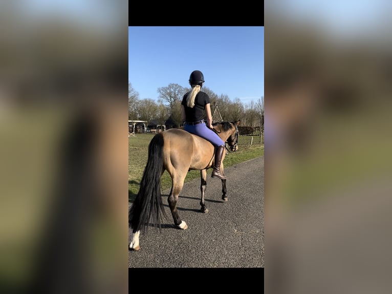 New Forest Pony Wallach 3 Jahre 144 cm Brauner in Nijeholtpade