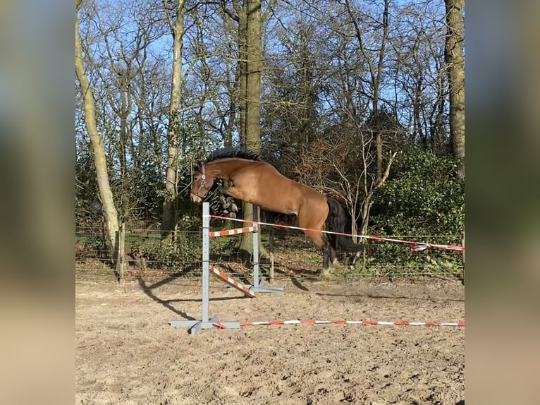 New Forest Pony Wallach 3 Jahre 144 cm Brauner in Nijeholtpade