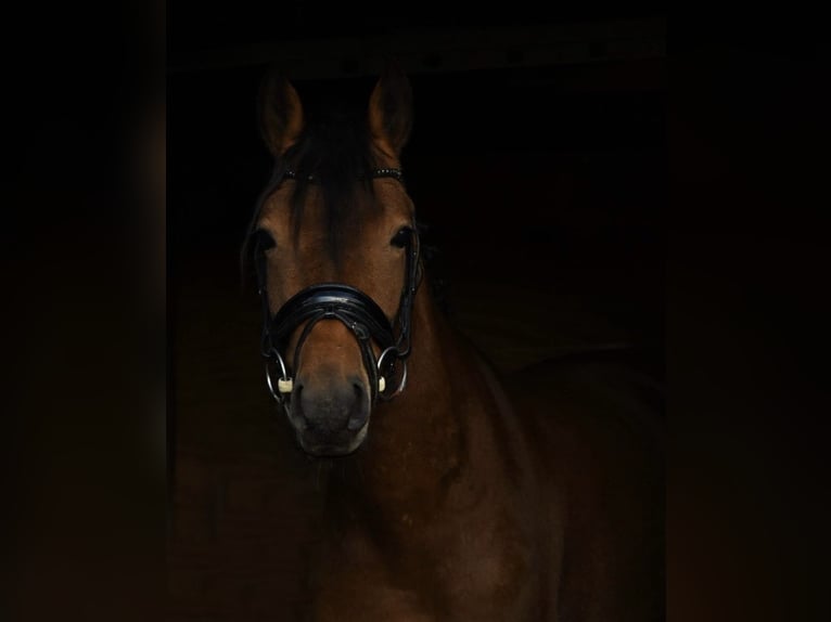New Forest Pony Wallach 3 Jahre 144 cm Brauner in Nijeholtpade