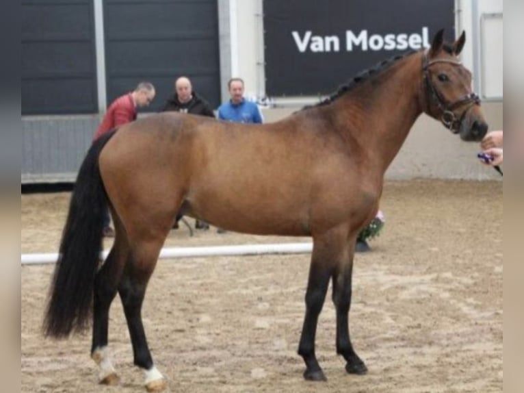 New Forest Pony Wallach 3 Jahre 144 cm Brauner in Nijeholtpade