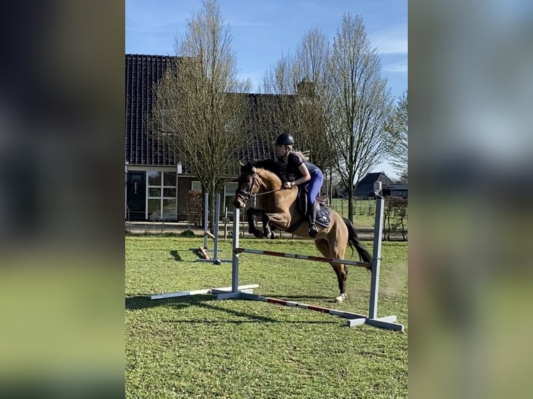 New Forest Pony Wallach 3 Jahre 144 cm Brauner in Nijeholtpade