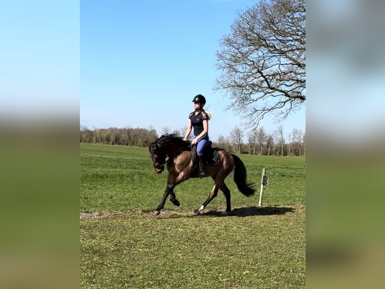 New Forest Pony Wallach 3 Jahre 144 cm Brauner in Nijeholtpade