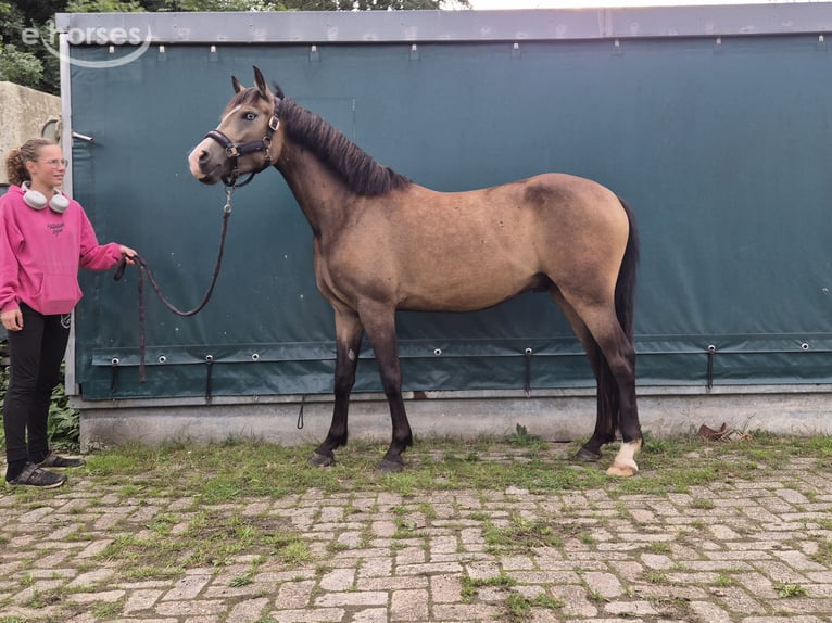 New Forest Pony Wallach 3 Jahre 144 cm Buckskin in Heerlen