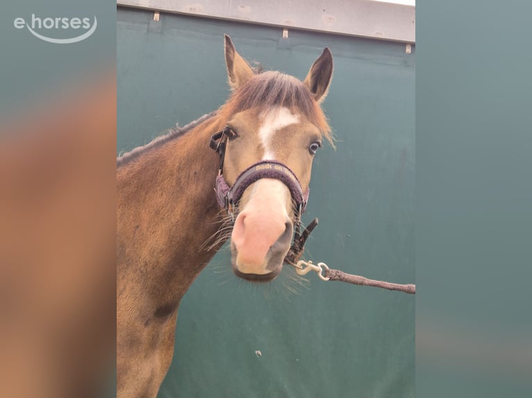 New Forest Pony Wallach 3 Jahre 144 cm Buckskin in Heerlen