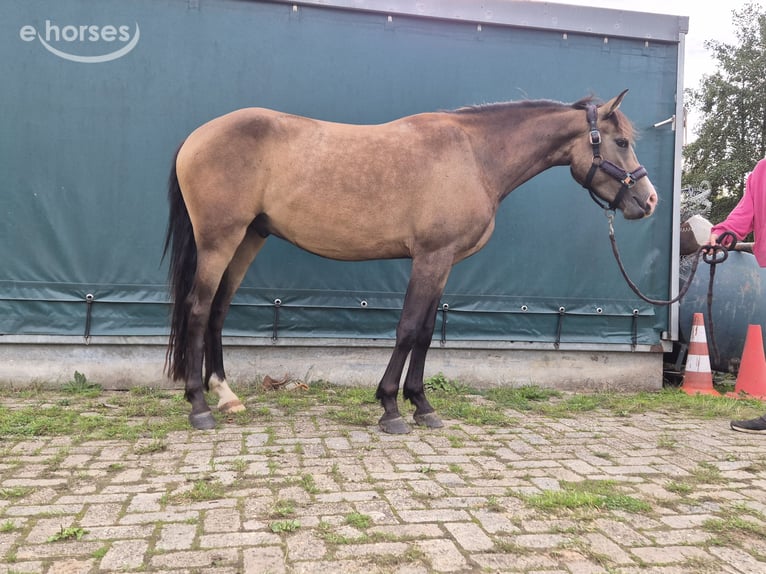 New Forest Pony Wallach 3 Jahre 144 cm Buckskin in Heerlen
