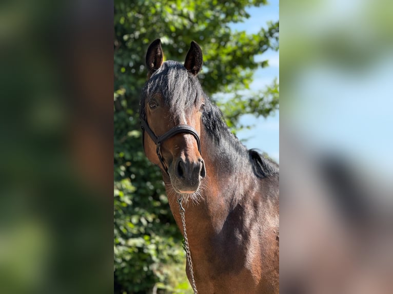 New Forest Pony Wallach 3 Jahre 145 cm Brauner in Pronstorf