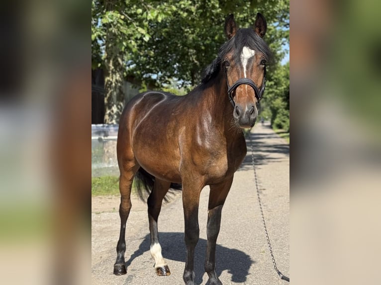 New Forest Pony Wallach 3 Jahre 145 cm Brauner in Pronstorf
