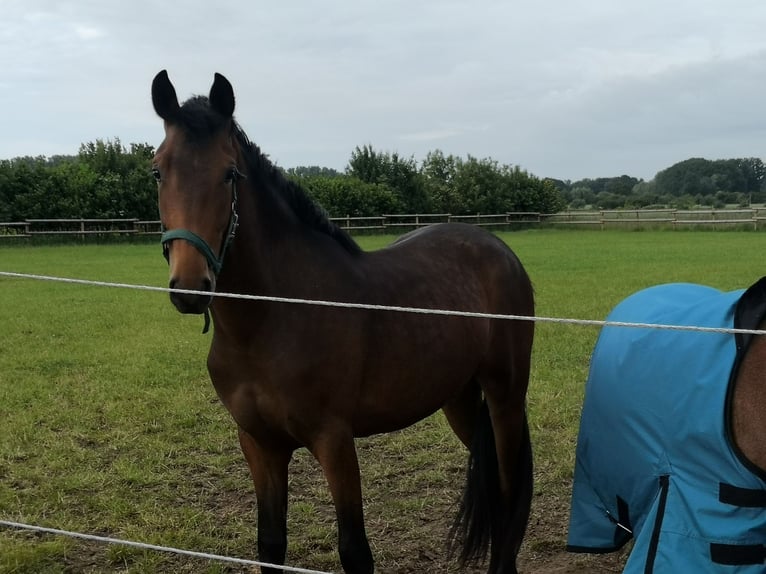 New Forest Pony Wallach 3 Jahre 145 cm Brauner in Rheine